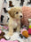 DOLLY (Toy/Mini Bichon Poodle)