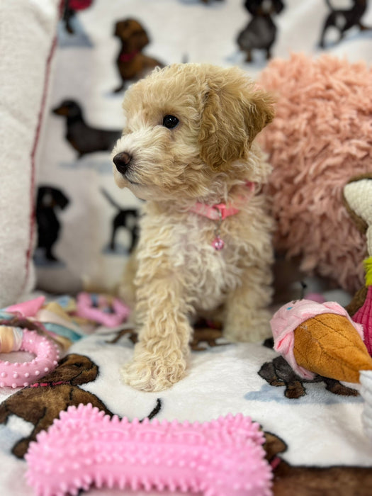 DOLLY (Toy/Mini Bichon Poodle)