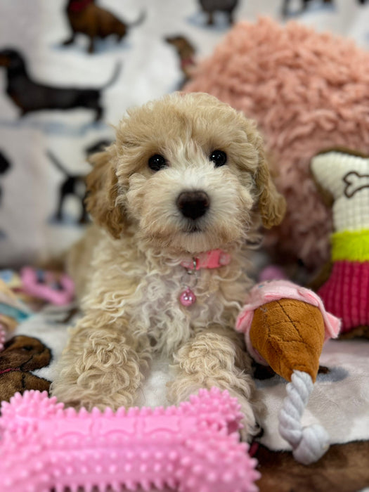 DOLLY (Toy/Mini Bichon Poodle)