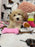 DOLLY (Toy/Mini Bichon Poodle)