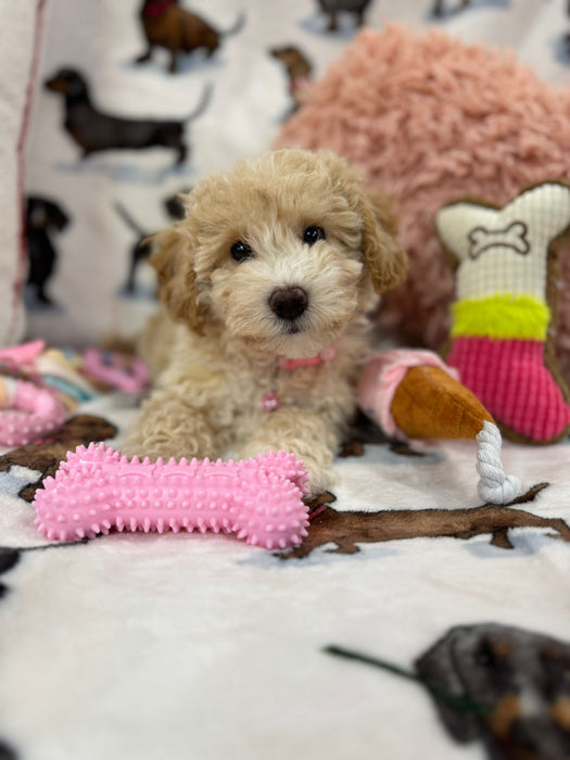 DOLLY (Toy/Mini Bichon Poodle)