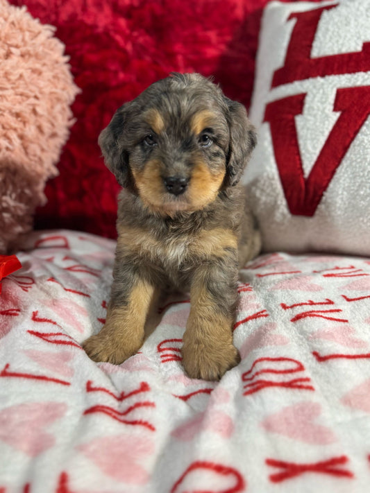 DRAKE (Mini Berne Doodle)