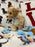 DUKE (Toy/Mini Bichon Poodle)