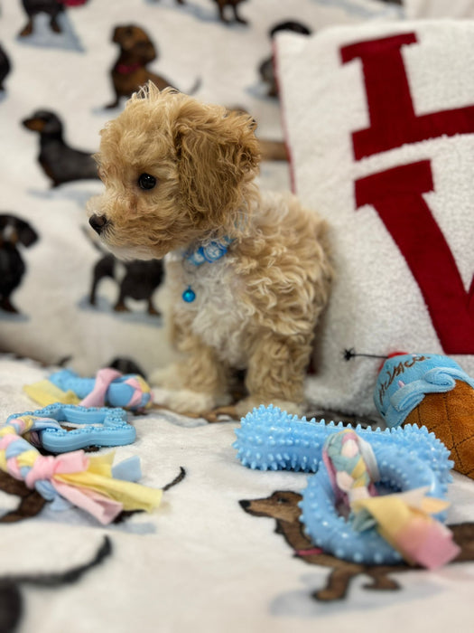 DUKE (Toy/Mini Bichon Poodle)