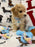 DUKE (Toy/Mini Bichon Poodle)