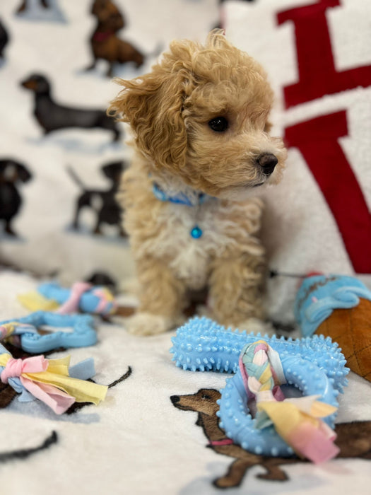 DUKE (Toy/Mini Bichon Poodle)