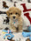 DUKE (Toy/Mini Bichon Poodle)