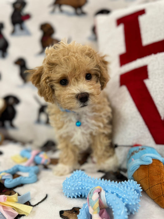 DUKE (Toy/Mini Bichon Poodle)