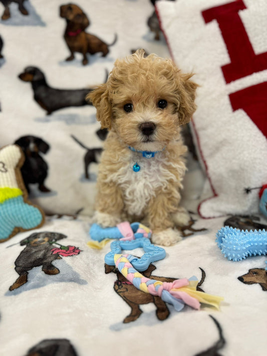 DUKE (Toy/Mini Bichon Poodle)