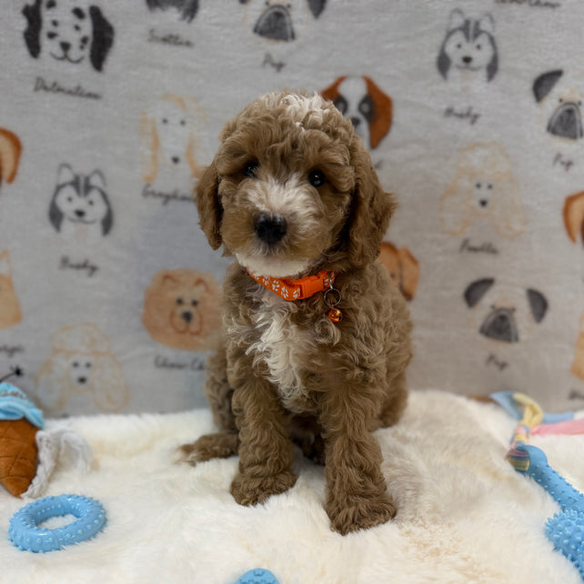 ARON (Mini Poodle)