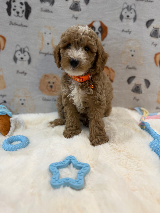 ARON (Mini Poodle)