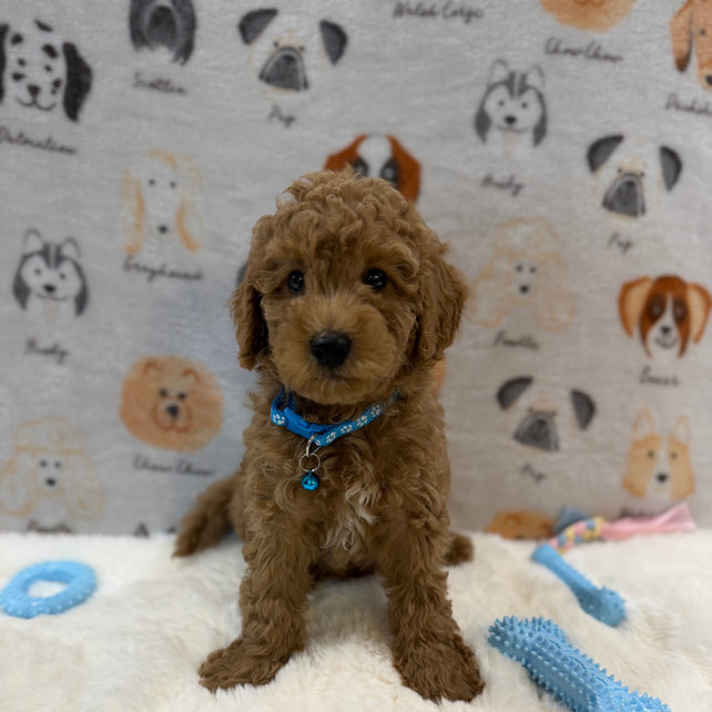 ANGEL (Mini Poodle)