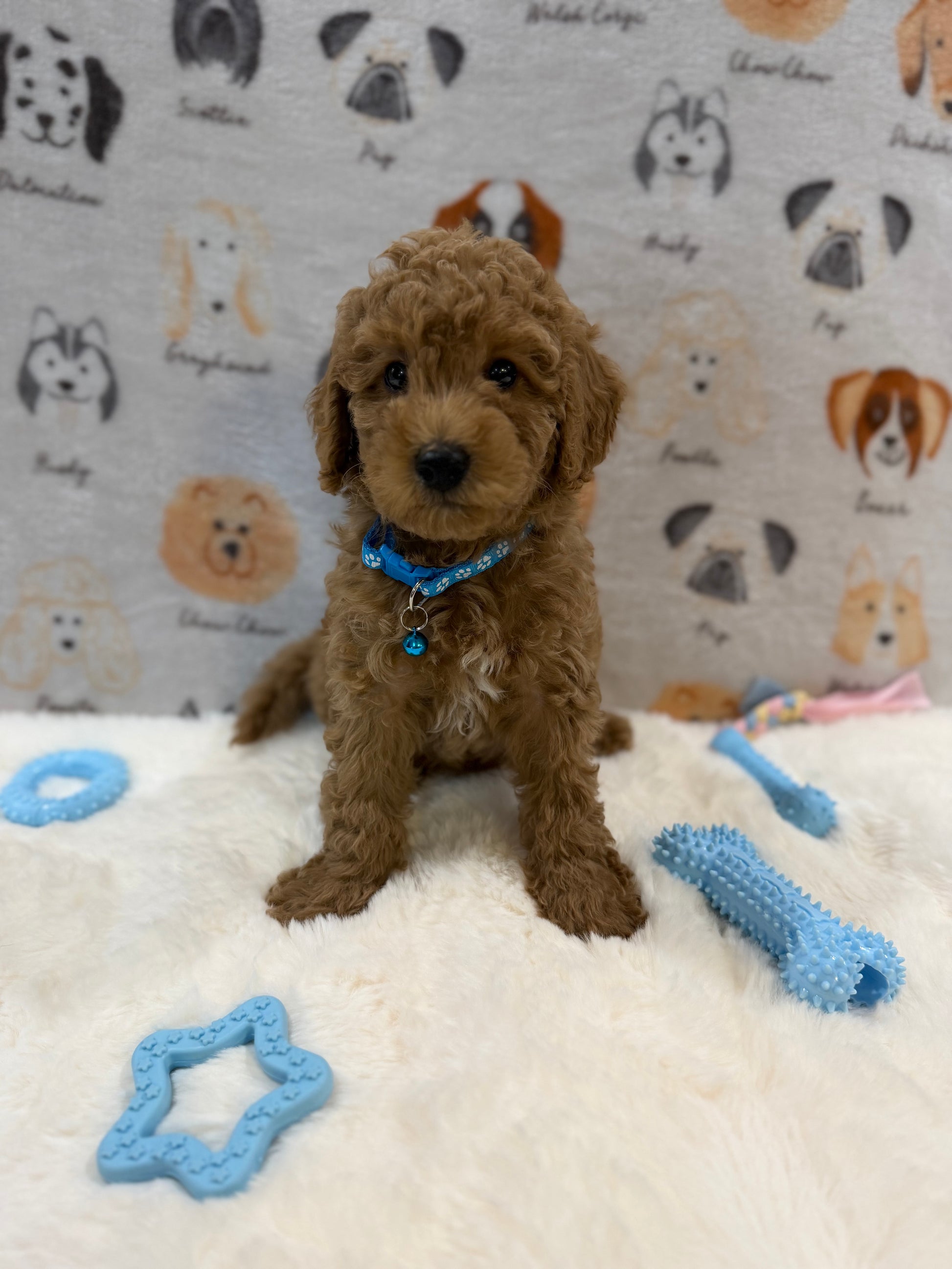 ANGEL (Mini Poodle)