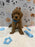 ANGEL (Mini Poodle)