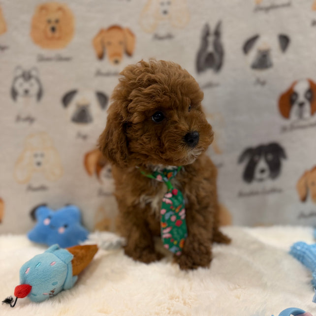 BEAR (AKC Mini Poodle)