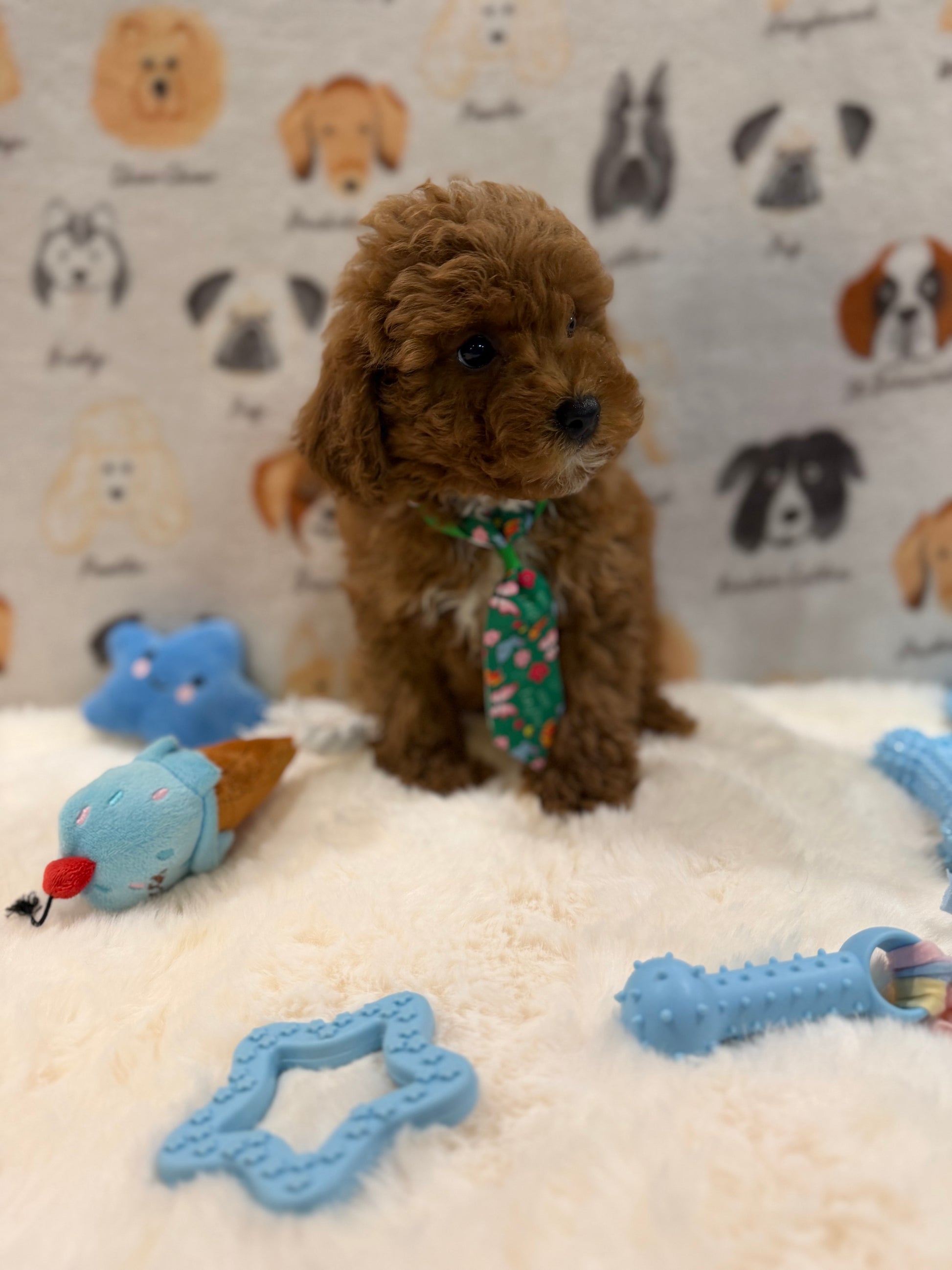 BEAR (AKC Mini Poodle)
