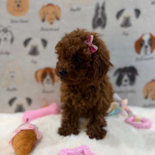JENNY (Red AKC Toy Poodle)