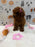 JENNY (Red AKC Toy Poodle)