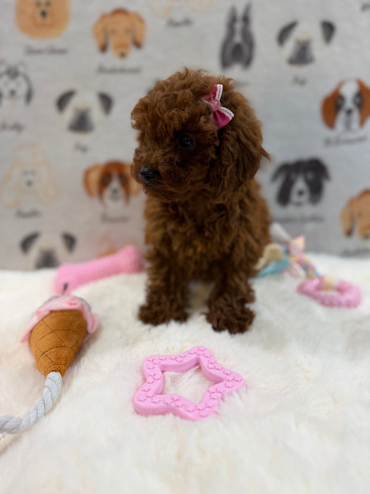 JENNY (Red AKC Toy Poodle)