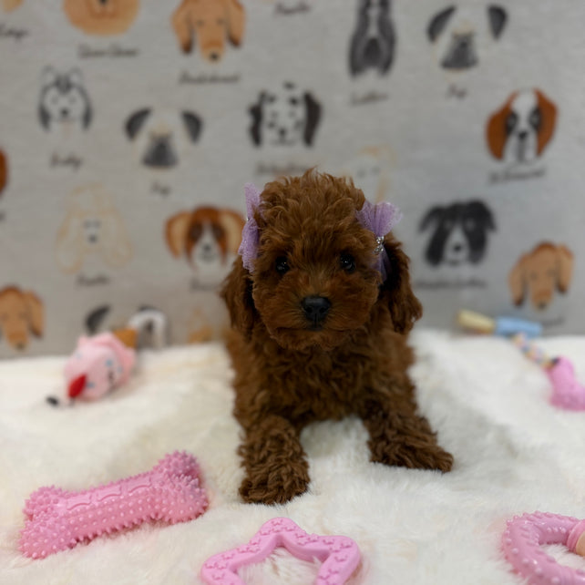 JINA (Red AKC Toy Poodle)