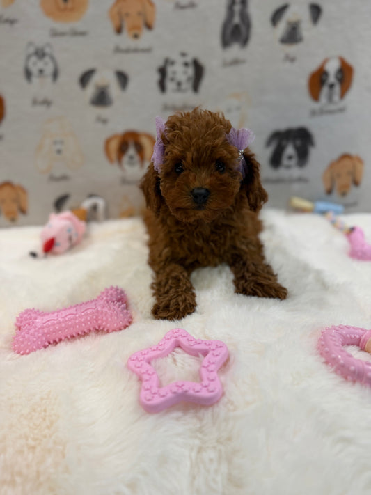 JINA (Red AKC Toy Poodle)