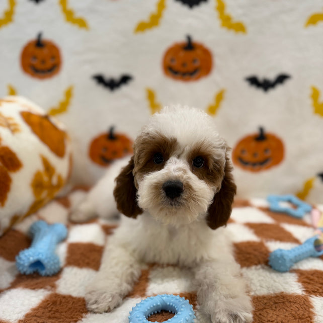 BENNY (Mini Poodle)