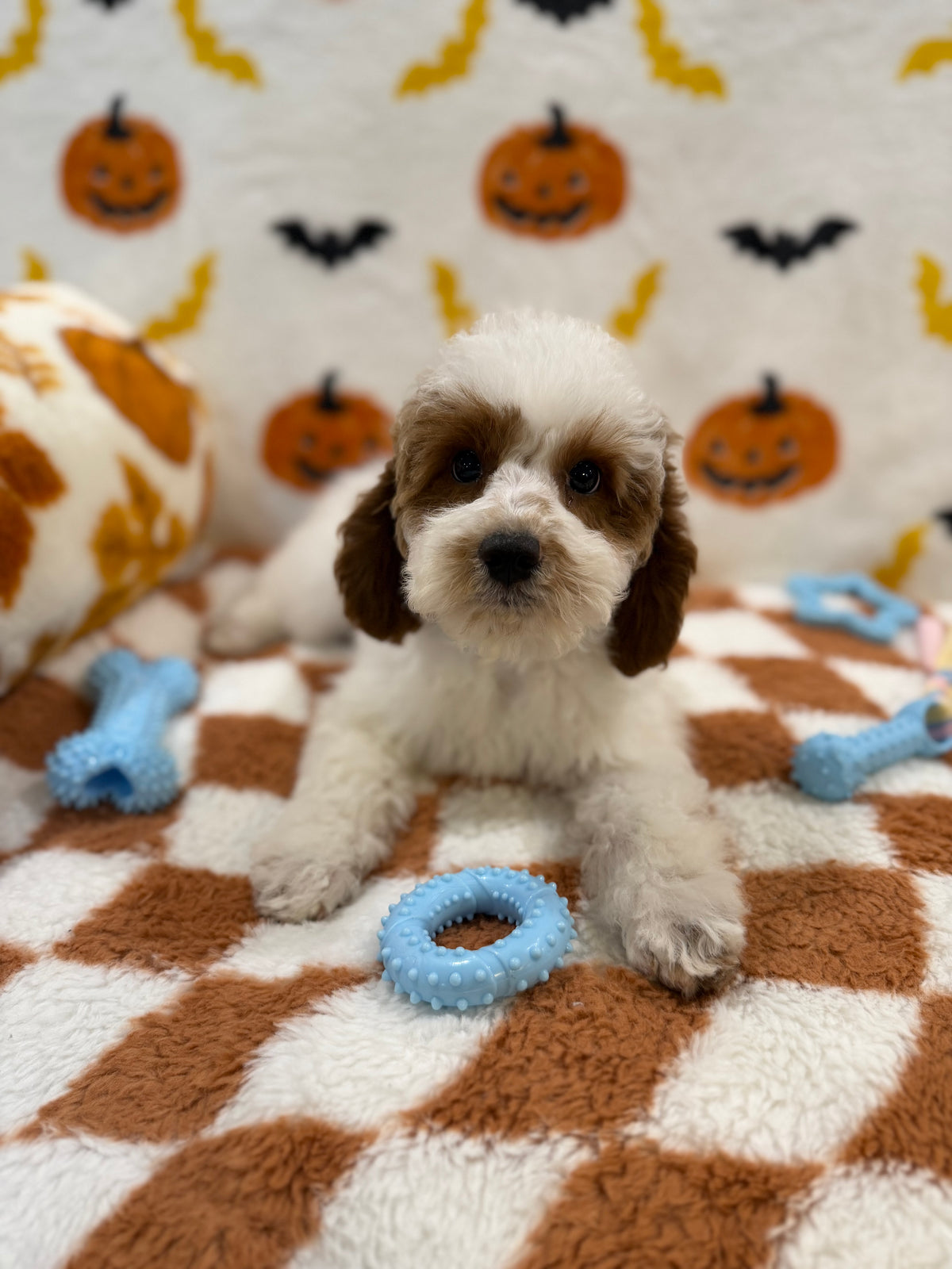 BENNY (Mini Poodle)