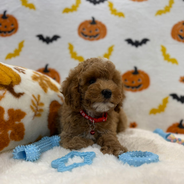 BRIAN (AKC Mini Poodle)