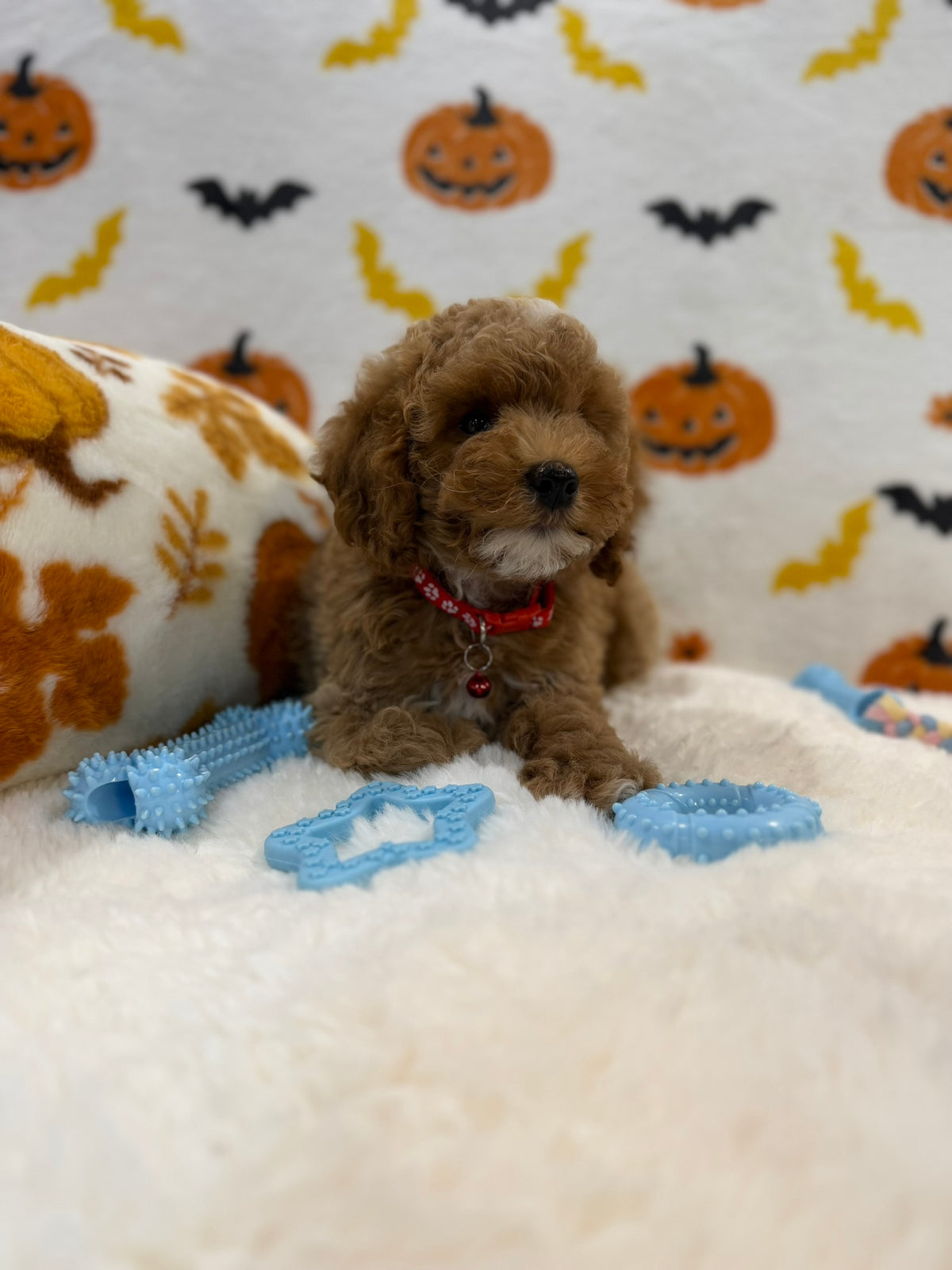 BRIAN (AKC Mini Poodle)