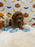 BRIAN (AKC Mini Poodle)