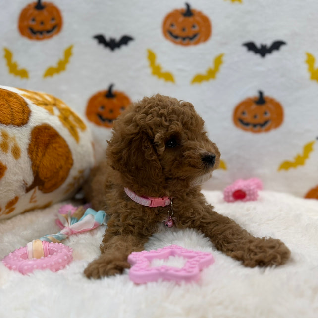 BRITNEY (AKC Mini Poodle)