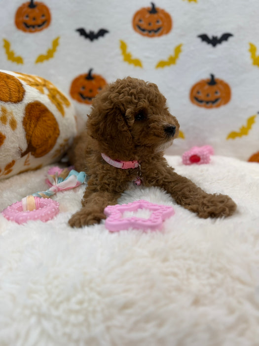 BRITNEY (AKC Mini Poodle)
