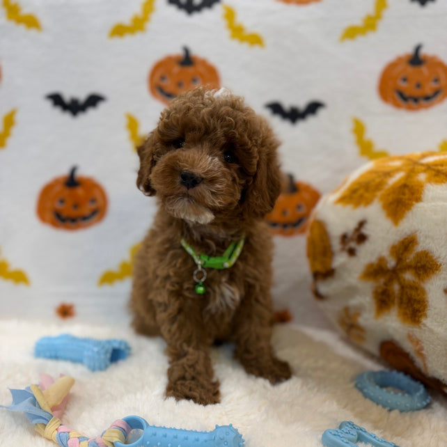 BAXTER (AKC Mini Poodle)