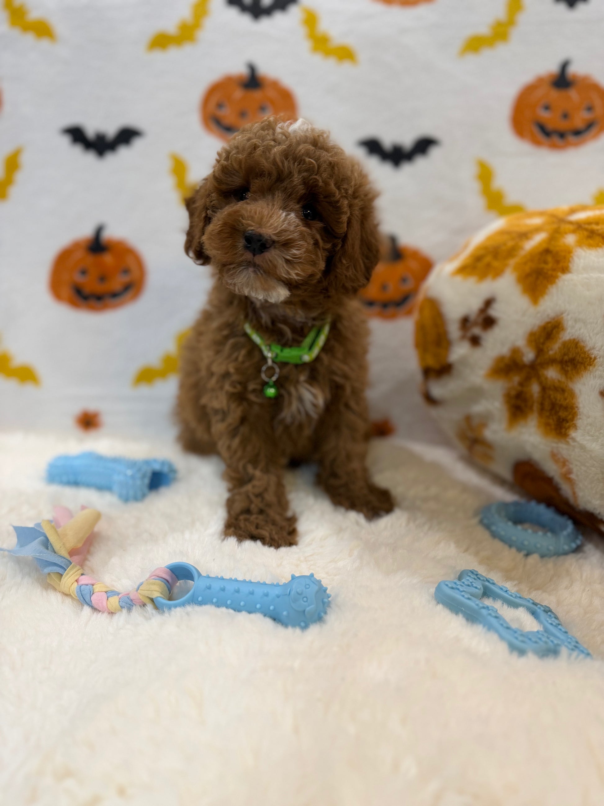 BAXTER (AKC Mini Poodle)