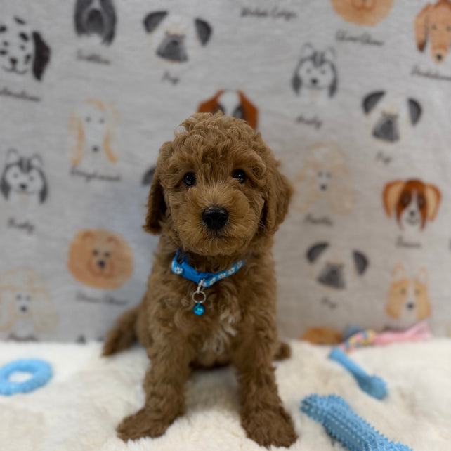 ANGEL (Mini Poodle)