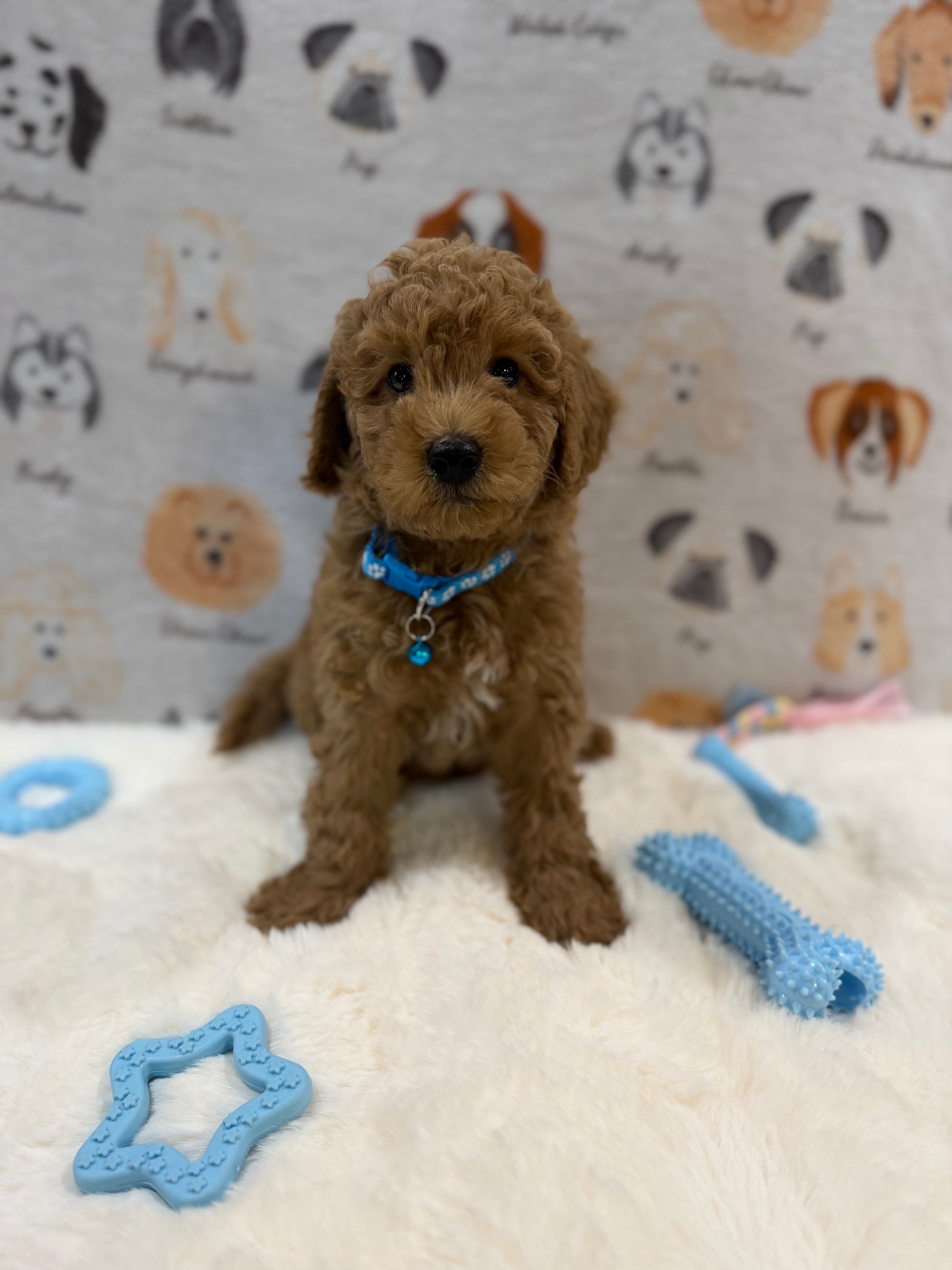 ANGEL (Mini Poodle)
