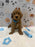 ANGEL (Mini Poodle)