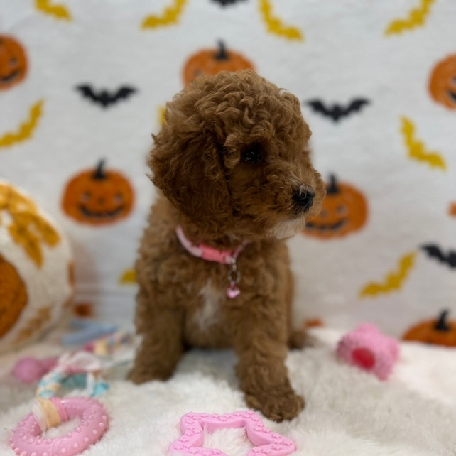 BRITNEY (AKC Mini Poodle)