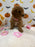 BRITNEY (AKC Mini Poodle)