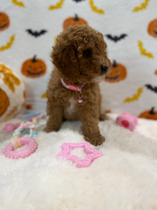 BRITNEY (AKC Mini Poodle)