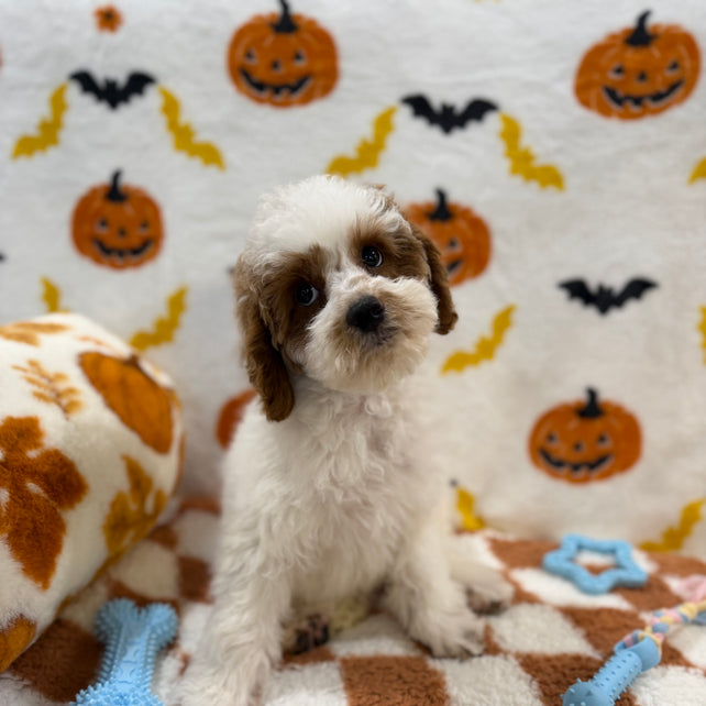 BENNY (Mini Poodle)