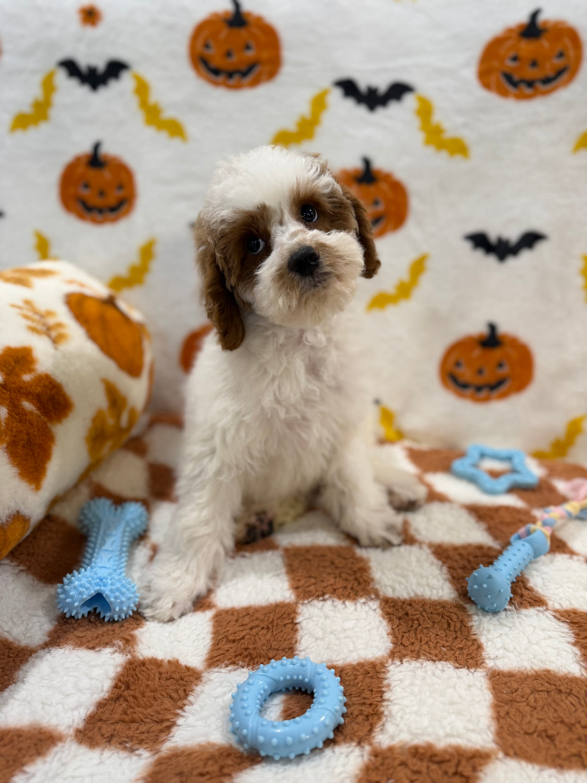 BENNY (Mini Poodle)
