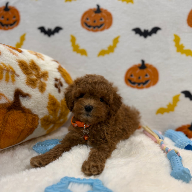 BENTLEY (AKC Toy Poodle)