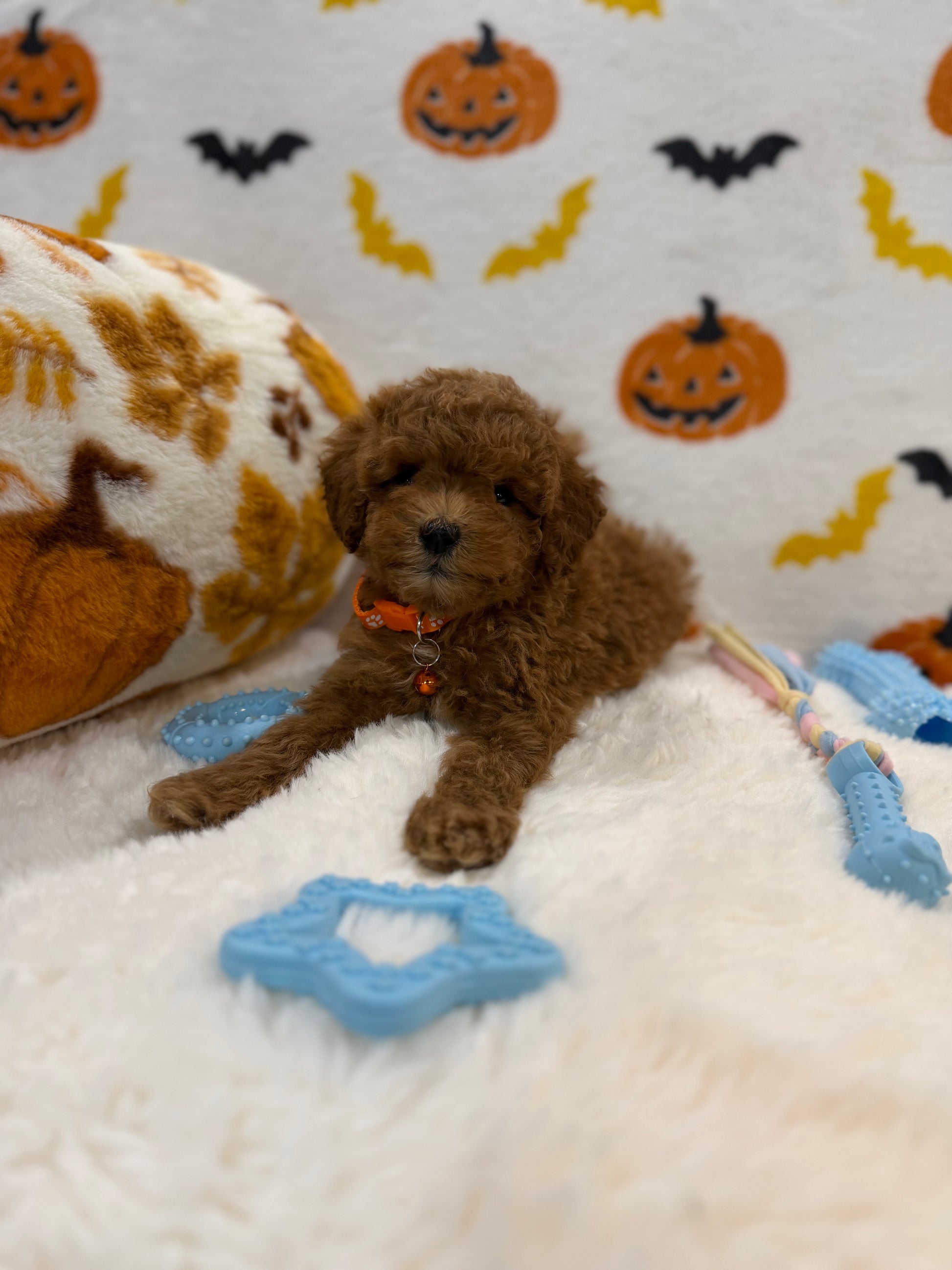 BENTLEY (AKC Toy Poodle)