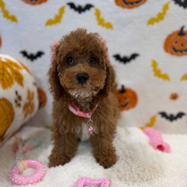 BRUNA (Mini Poodle)