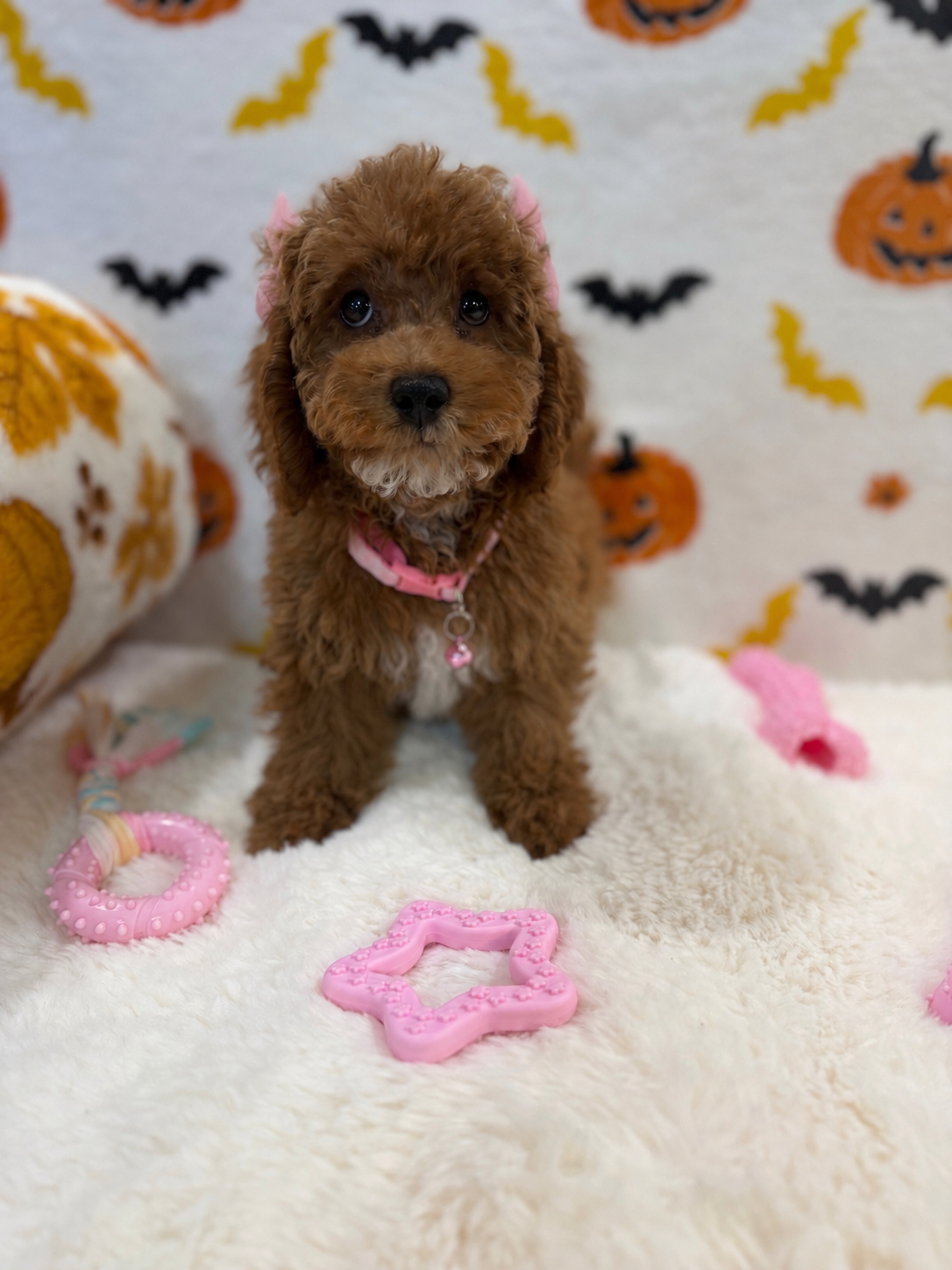 BRUNA (Mini Poodle)