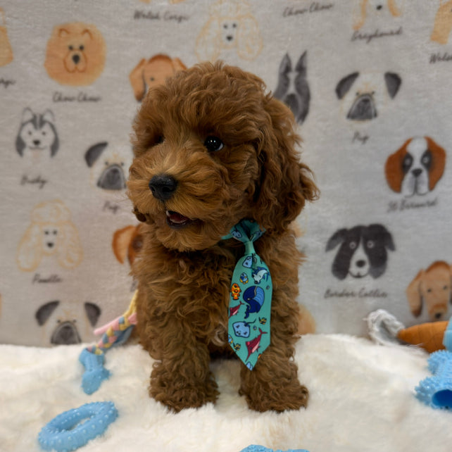 TOBY (AKC Mini Poodle)