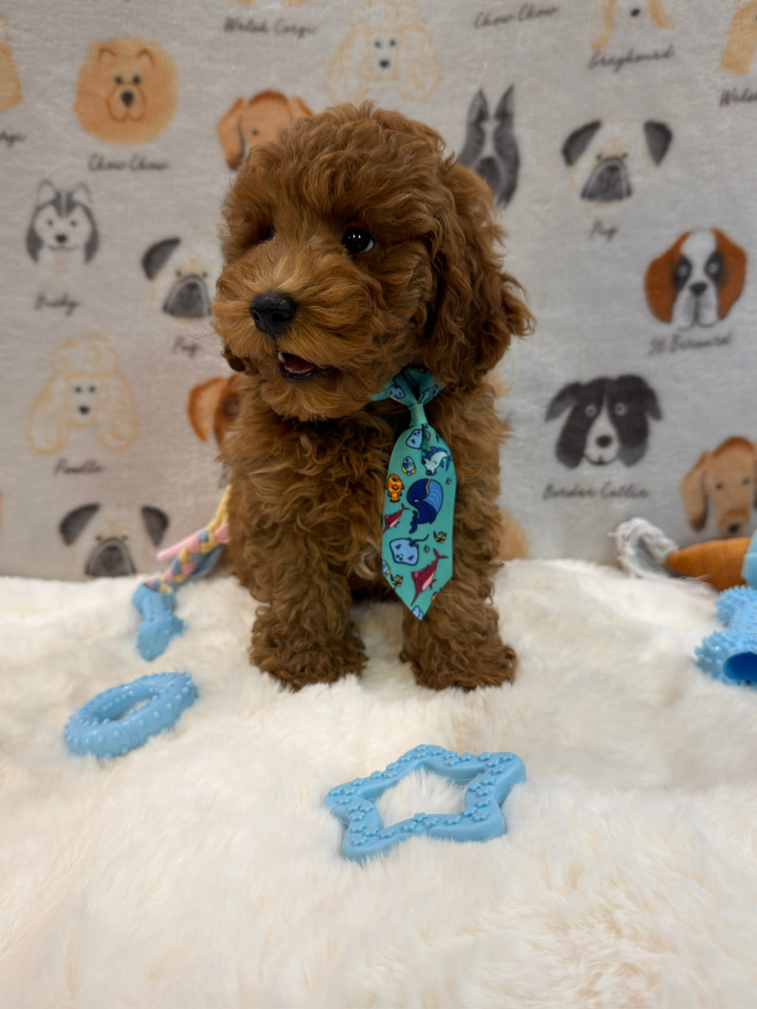 TOBY (AKC Mini Poodle)
