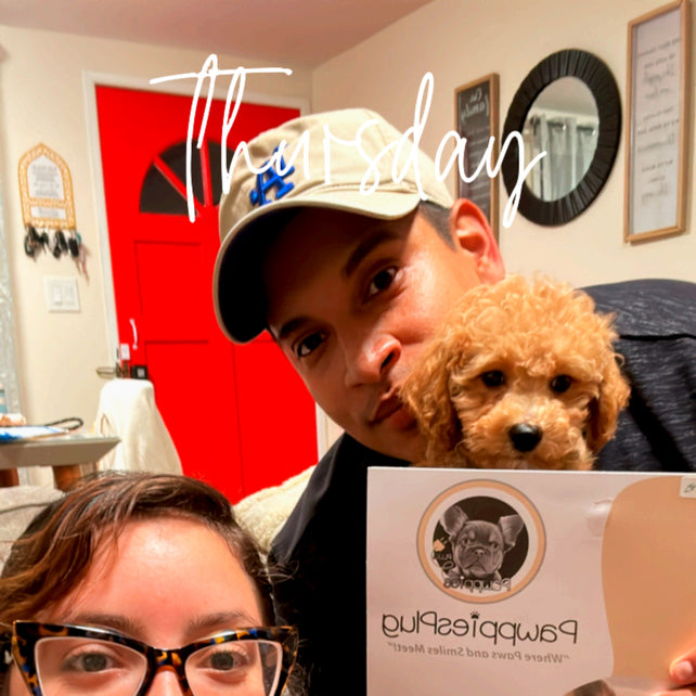 SELENA (Bichon-Poodle)