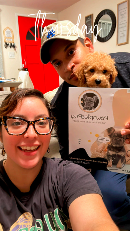 SELENA (Bichon-Poodle)